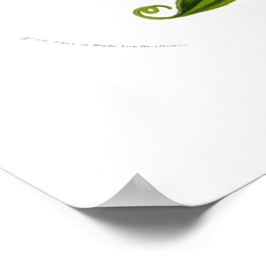 Methonica plantii (Gloriosa superba) Poster (Hoek)