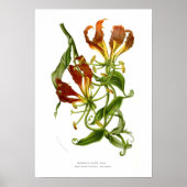Methonica plantii (Gloriosa superba) Poster (Voorkant)