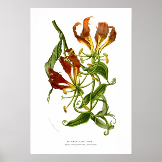 Methonica plantii (Gloriosa superba) Poster (Voorkant)