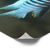 Metriaclima zebra - Chinyamwezi, Lake Malawi Poster (Hoek)