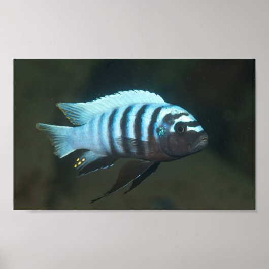 Metriaclima zebra - Chinyamwezi, Lake Malawi Poster (Voorkant)