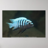 Metriaclima zebra [Chinyamwezi] Poster (Voorkant)