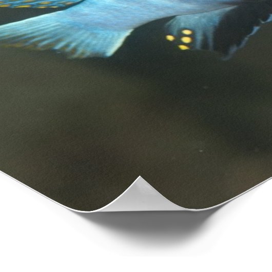 Metriaclima zebra [Chinyamwezi] Poster (Hoek)