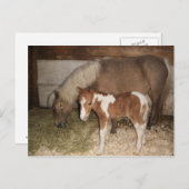 Meubelen Pony en Baby Briefkaart (Voorkant / Achterkant)