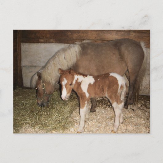 Meubelen Pony en Baby Briefkaart (Voorkant)