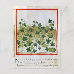 mevrouw 3054 fol.20 Meloenen, van "Tacuinum Sanita Briefkaart