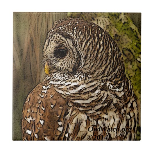 Mevrouw Barred Owl Tegeltje (Voorkant)