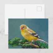 Mevrouw Goldfinch Bird Art Briefkaart (Voorkant / Achterkant)