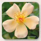 Mevrouw Oakley Fisher Roos Bier Onderzetter (Voorkant)