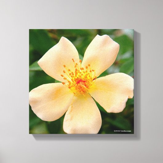 Mevrouw Oakley Fisher Roos Canvas Afdruk (Voorkant)