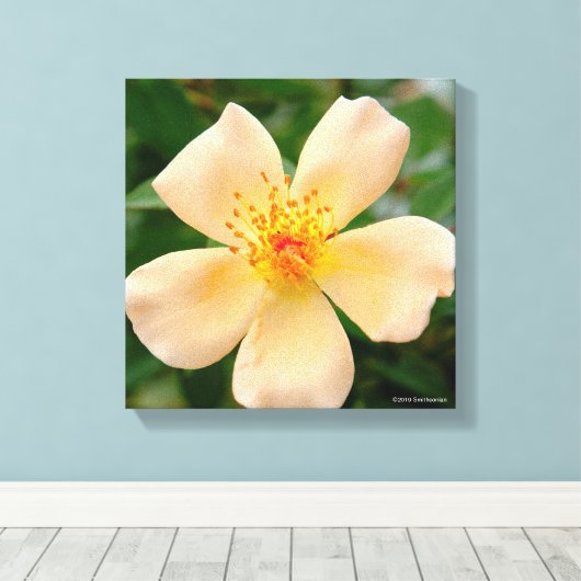 Mevrouw Oakley Fisher Roos Canvas Afdruk (Insitu (Houten vloer))