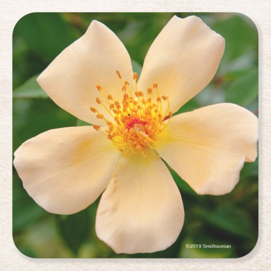 Mevrouw Oakley Fisher Roos Kartonnen Onderzetters (Voorkant)