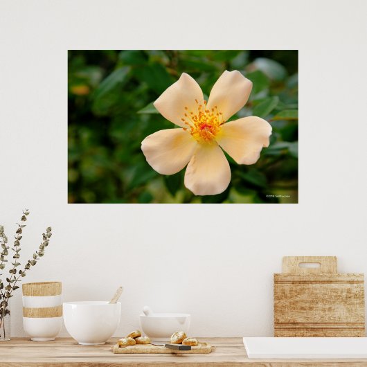 Mevrouw Oakley Fisher Roos Poster (Keuken)