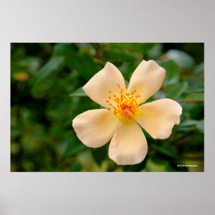 Mevrouw Oakley Fisher Roos Poster