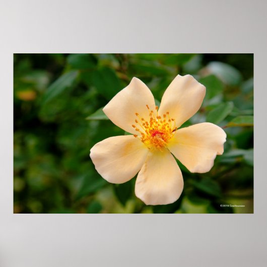 Mevrouw Oakley Fisher Roos Poster (Voorkant)