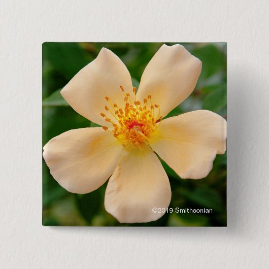 Mevrouw Oakley Fisher Roos Vierkante Button 5,1 Cm (Voorkant)