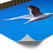Mew Gull in vlucht Poster (Hoek)