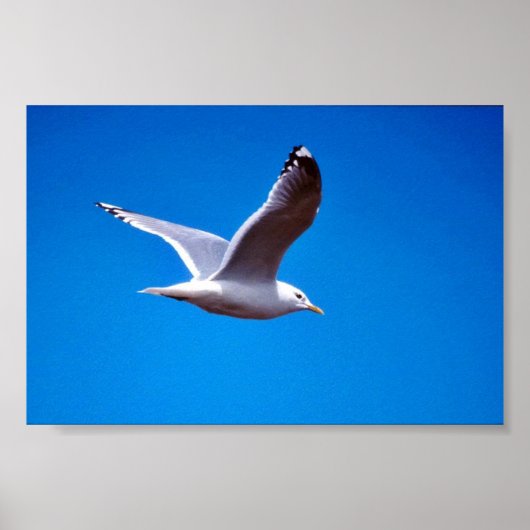 Mew Gull in vlucht Poster (Voorkant)