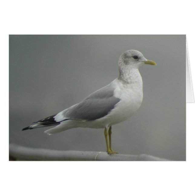 Mew Gull-kaart (Voorkant Horizontaal)