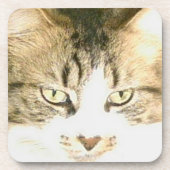 Mewkat 14 Onderzetters set (Voorkant)