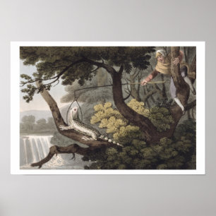 Mexicaan Lizard Catcher, gegraveerd door Matthew D Poster