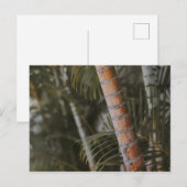 Mexicaans Bamboo Briefkaart (Voorkant / Achterkant)