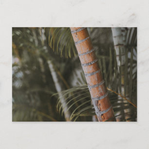 Mexicaans Bamboo Briefkaart