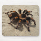 Mexicaans Flameknee Tarantula Spider Muismat (Voorkant)