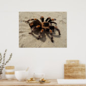 Mexicaans Flameknee Tarantula spin Poster (Keuken)