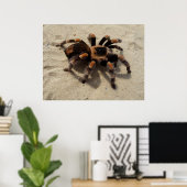 Mexicaans Flameknee Tarantula spin Poster (Thuiskantoor)