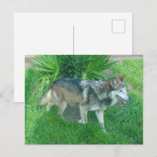 Mexicaans grijze wolf #1 Briefkaart (Voorkant / Achterkant)