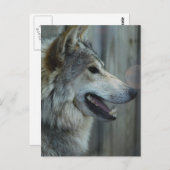 Mexicaans Wolf Briefkaart (Voorkant / Achterkant)