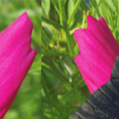 Mexicaanse asterbloem met een Doris Longwing Behang (Zoom)