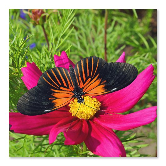 Mexicaanse asterbloem met een Doris Longwing Behang (Voorkant)