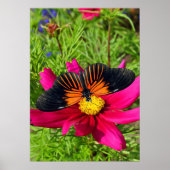 Mexicaanse asterbloem met een Doris Longwing  Poster (Voorkant)