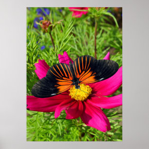 Mexicaanse asterbloem met een Doris Longwing Poster