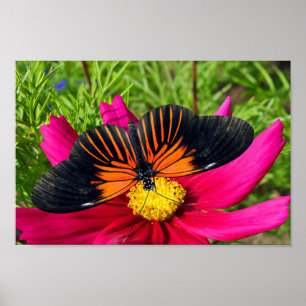 Mexicaanse asterbloem met een Doris Longwing  Poster