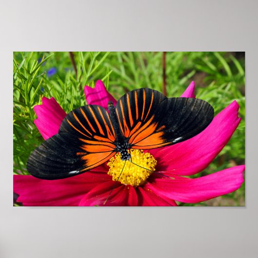 Mexicaanse asterbloem met een Doris Longwing  Poster (Voorkant)