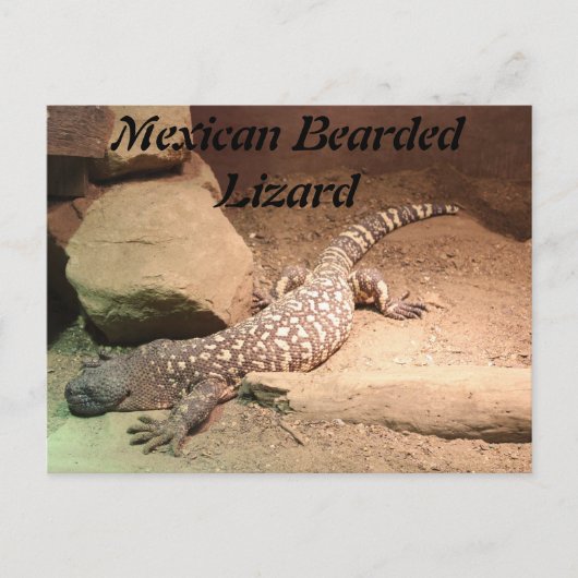 Mexicaanse baardhagedis briefkaart (Voorkant)