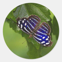 Mexicaanse blauwe vleugelvlinder ronde sticker