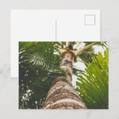 Mexicaanse palmboom van onder briefkaart (Voorkant / Achterkant)