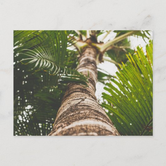 Mexicaanse palmboom van onder briefkaart (Voorkant)