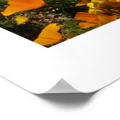 Mexicaanse papavers - Franklin Mountian State Park Poster (Hoek)