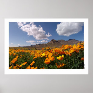 Mexicaanse papavers - Franklin Mountian State Park Poster