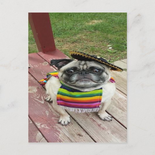 Mexicaanse Pug Briefkaart (Voorkant)