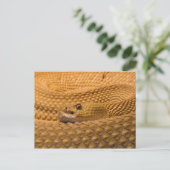 Mexicaanse rattlesnake westkust briefkaart (Staand voorkant)
