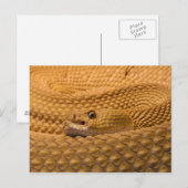 Mexicaanse rattlesnake westkust briefkaart (Voorkant / Achterkant)
