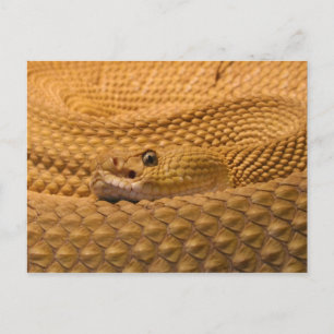 Mexicaanse rattlesnake westkust briefkaart
