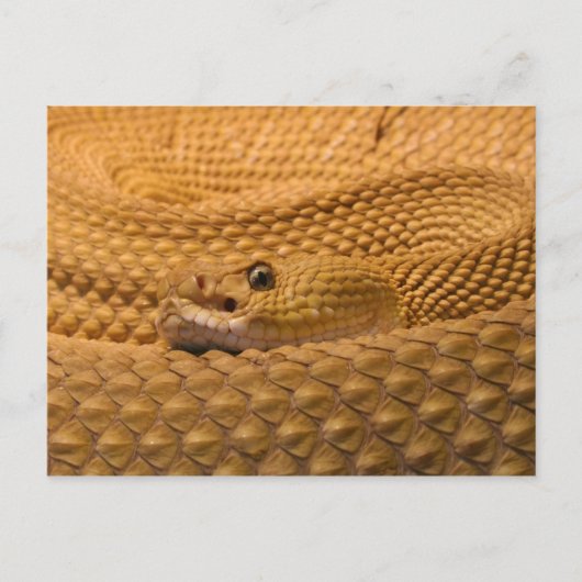 Mexicaanse rattlesnake westkust briefkaart (Voorkant)
