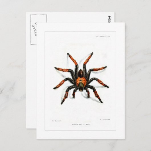 Mexicaanse rode beentartula briefkaart (Voorkant / Achterkant)